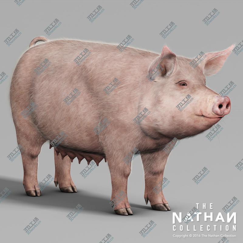images/goods_img/2021040234/Pig Adult Female (with Fur)/5.jpg